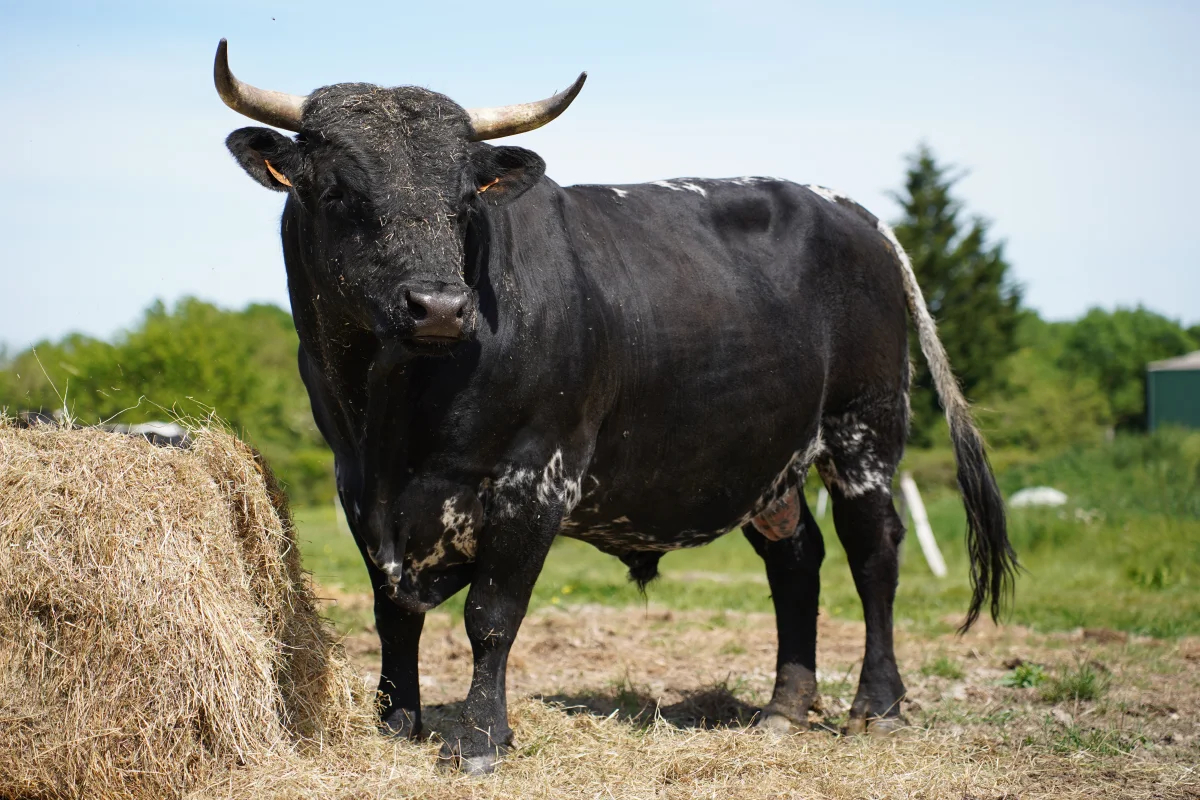 Bordelaise