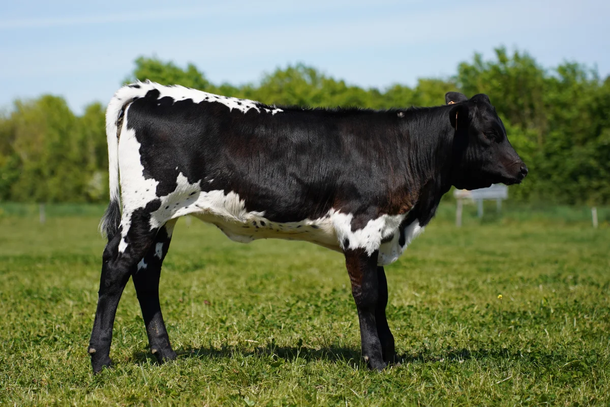 Bordelaise