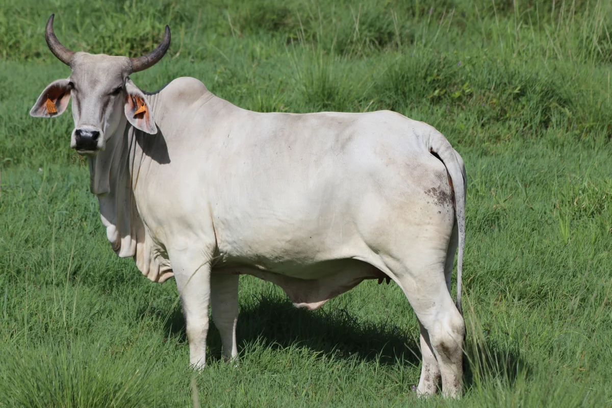 Brahman
