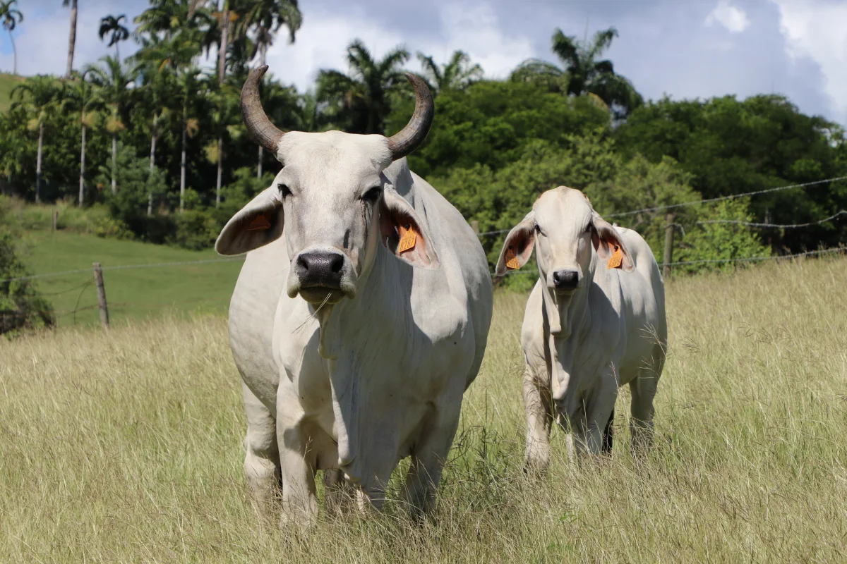 Brahman