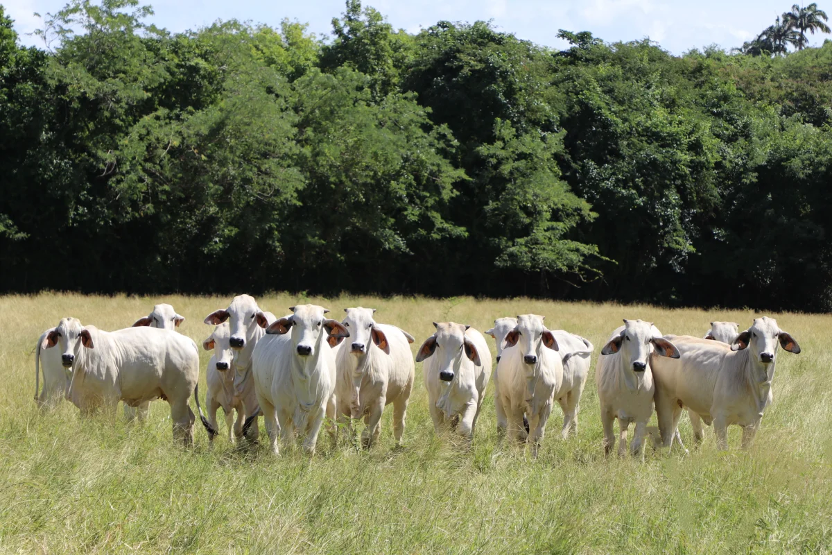 Brahman