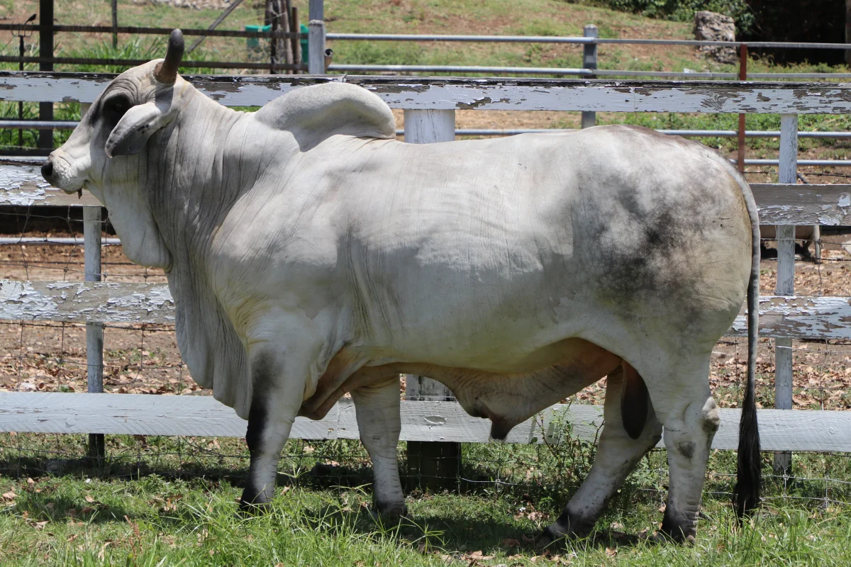 Brahman