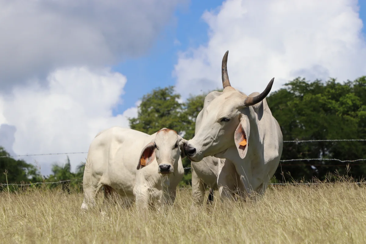 Brahman