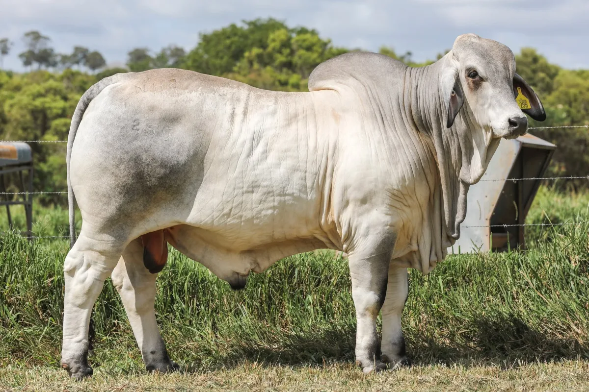 Brahman