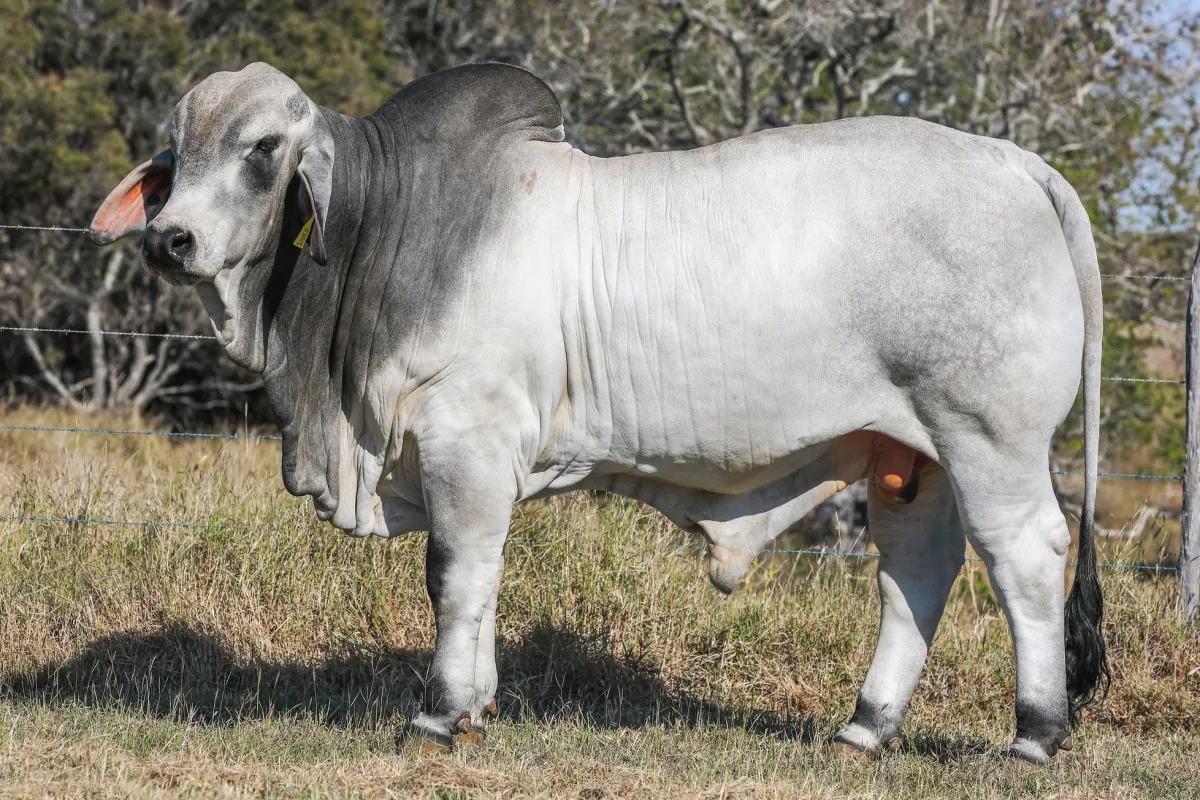 Brahman
