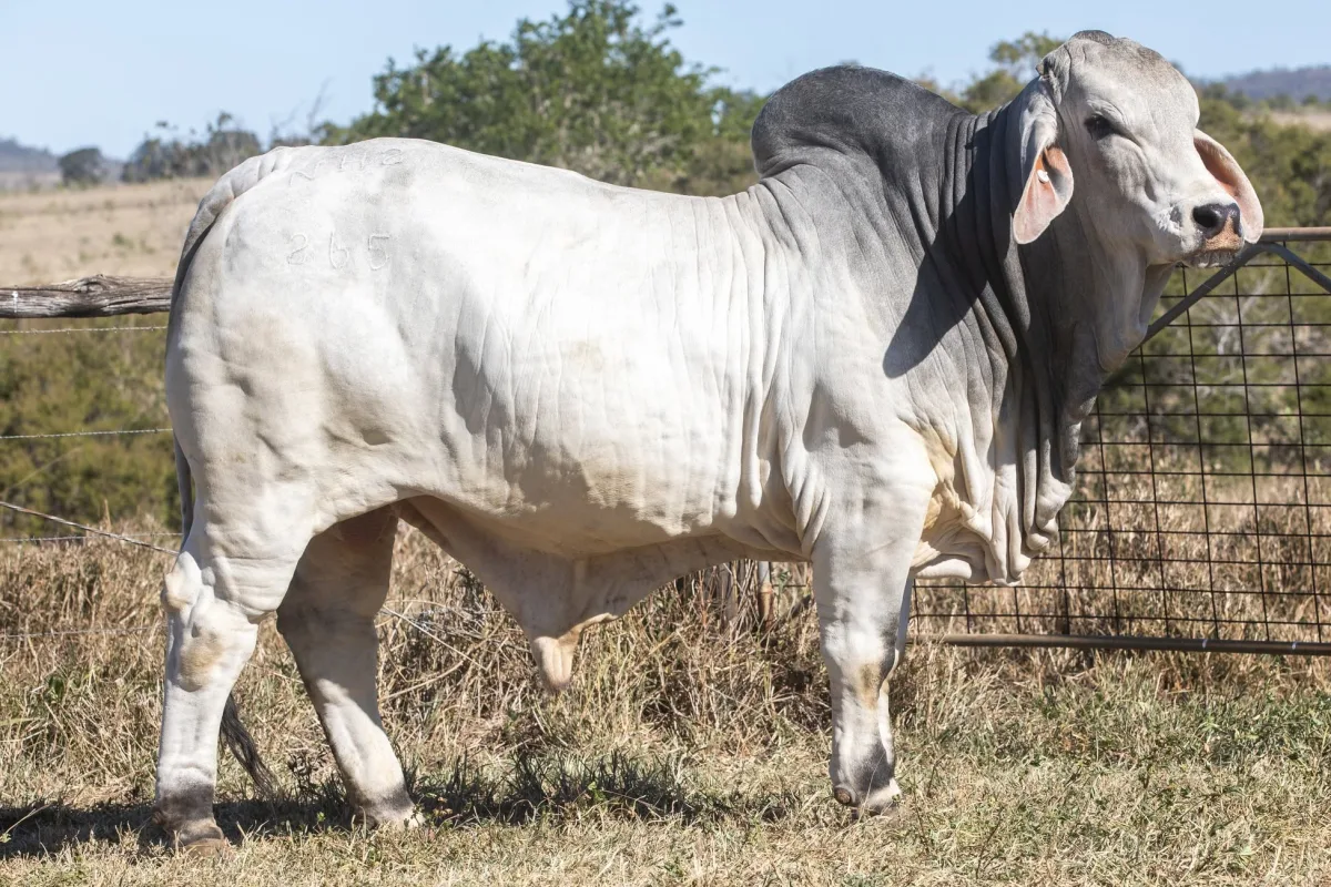 Brahman