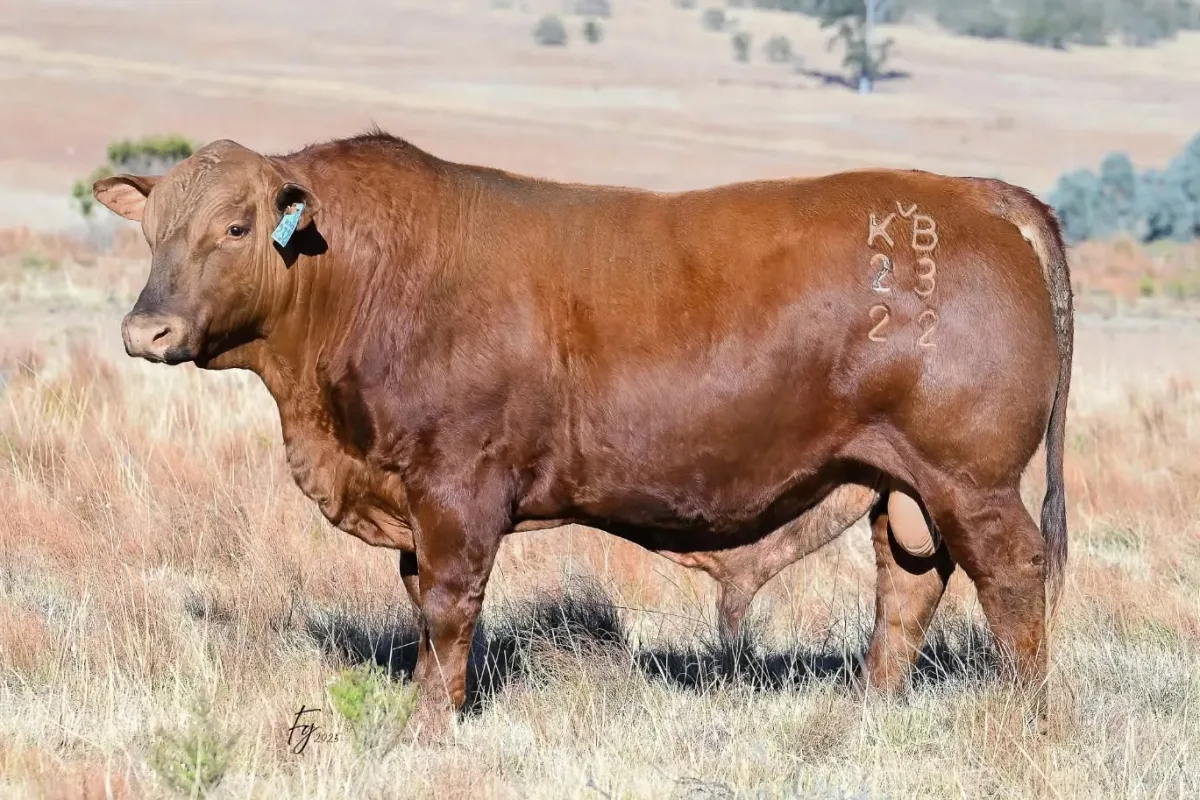 Brangus