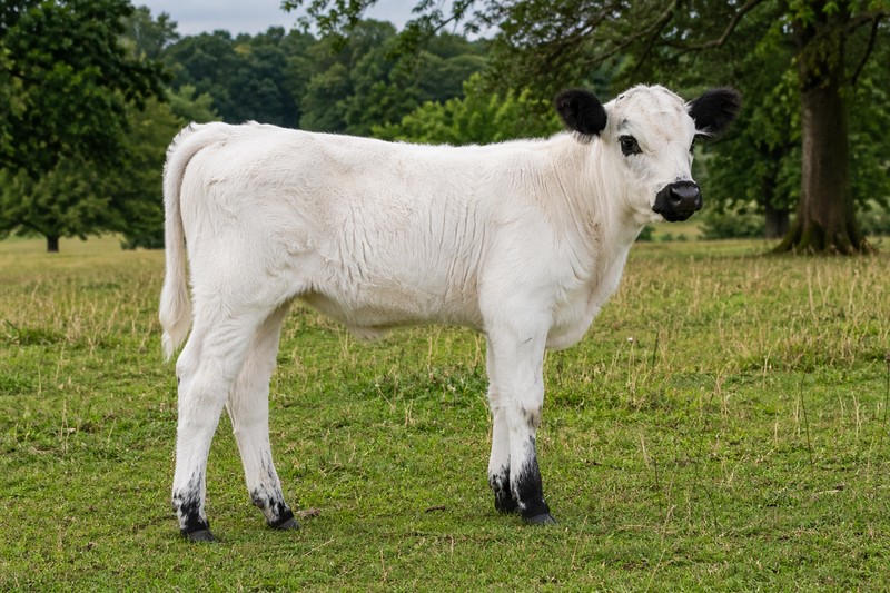 Photo British White