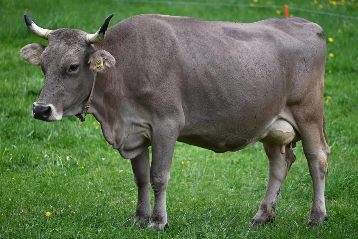 Brune originale