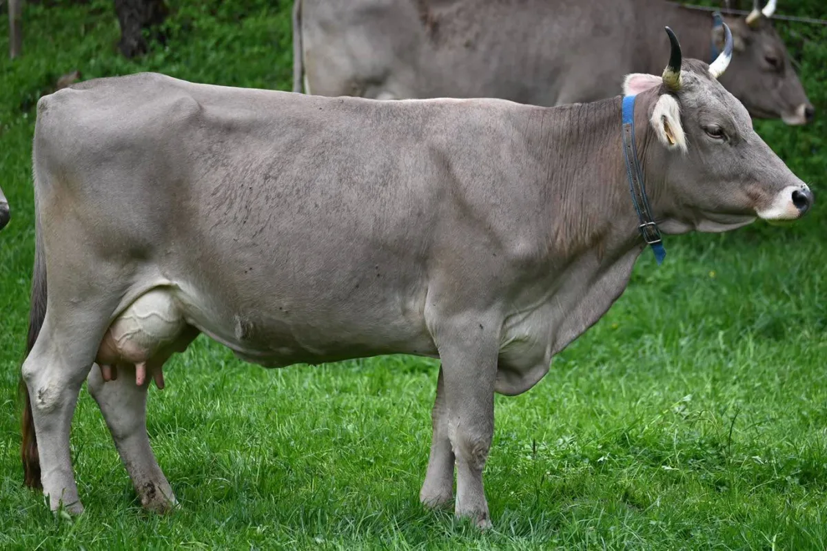 Brune originale