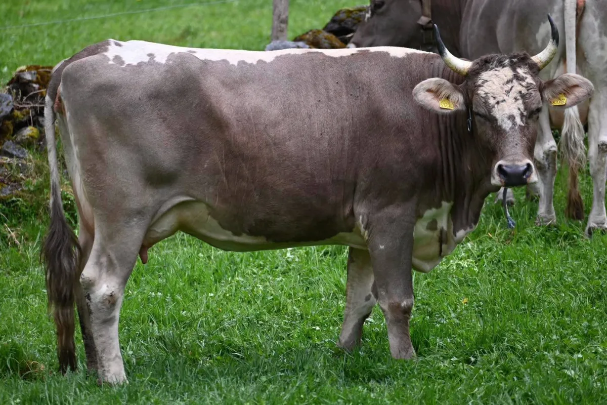 Brune originale