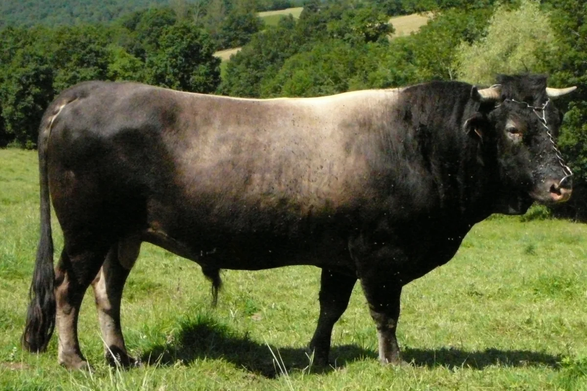 Casta