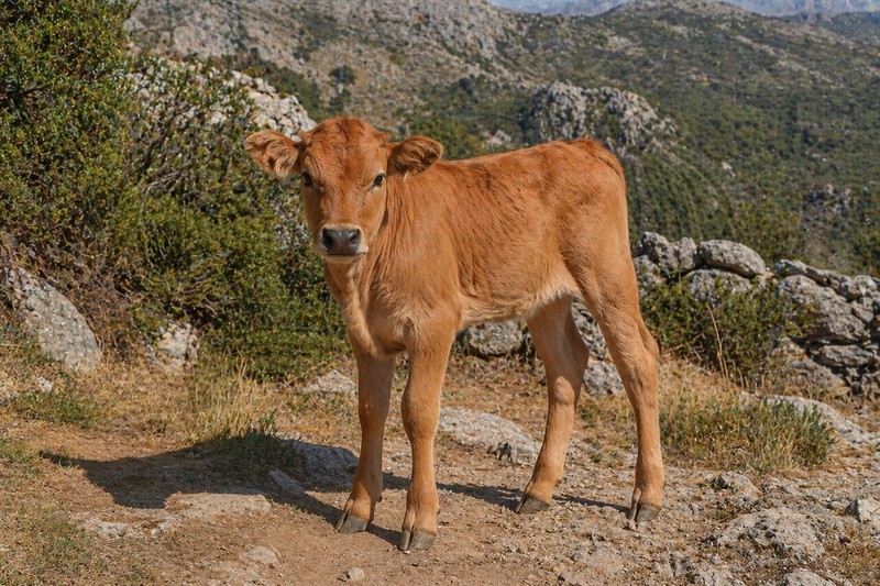Photo Corse