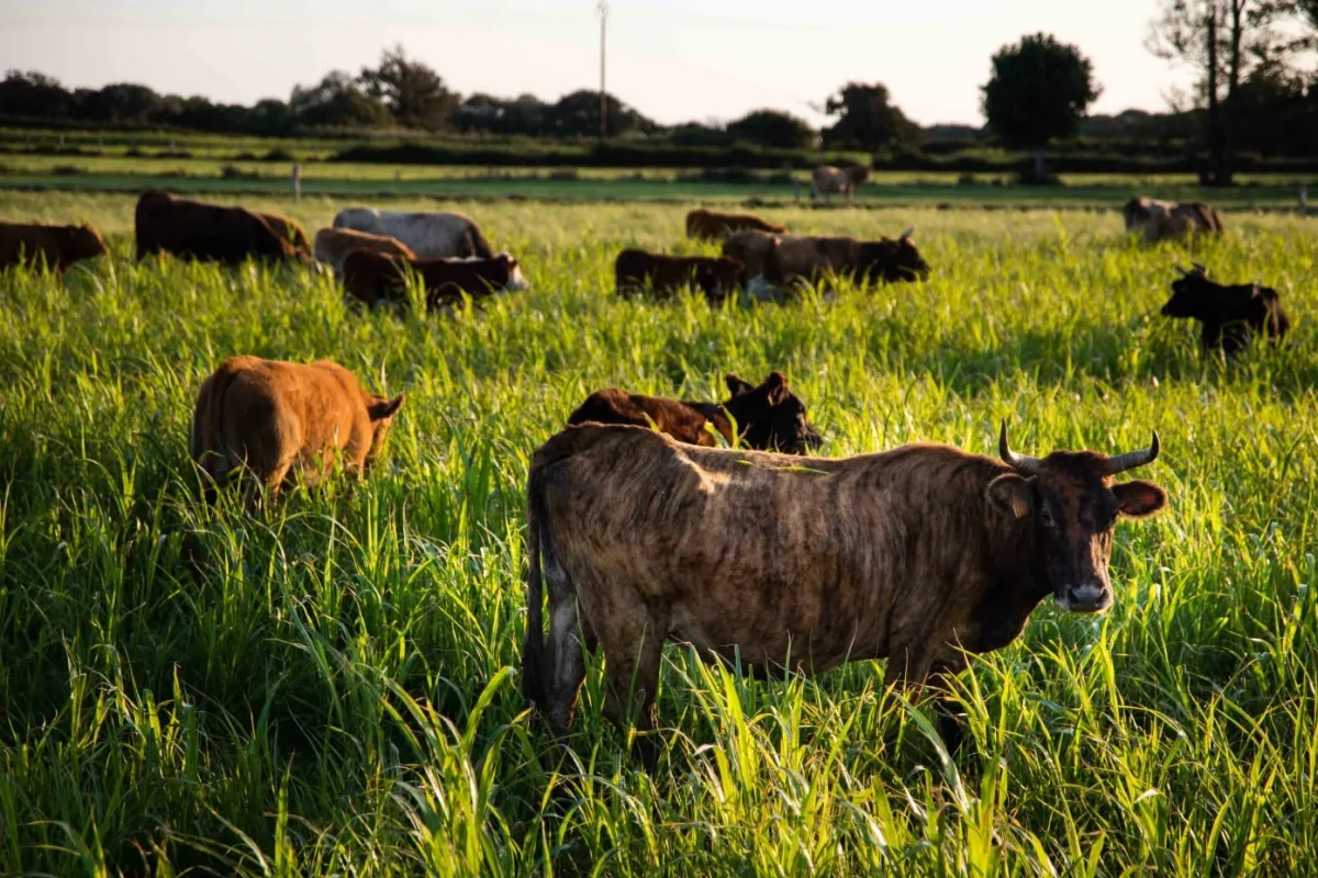Vache Tigre / Zainata