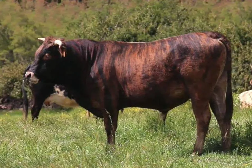 Vache Tigre / Zainata