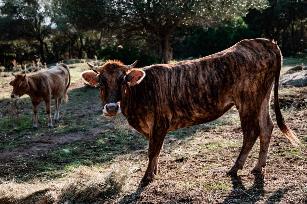 Vache Tigre / Zainata