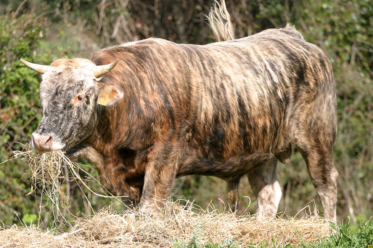Vache Tigre / Zainata