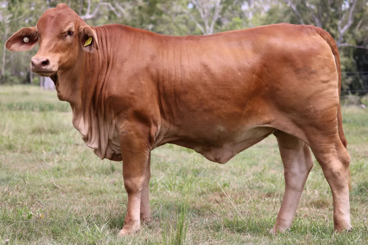 Droughtmaster