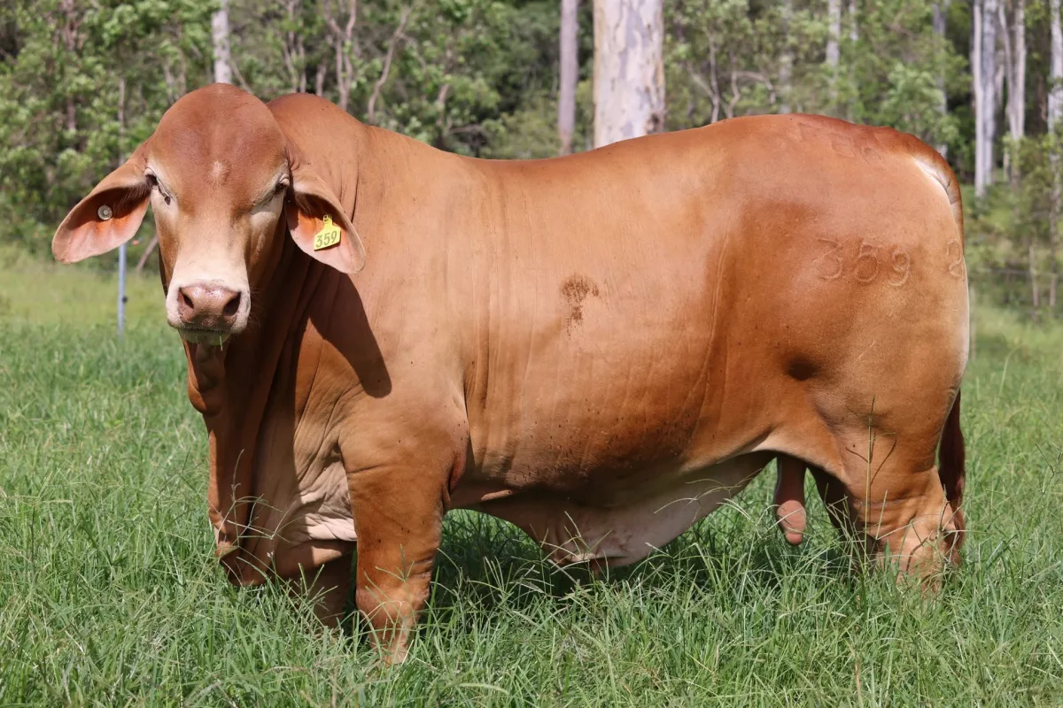 Droughtmaster