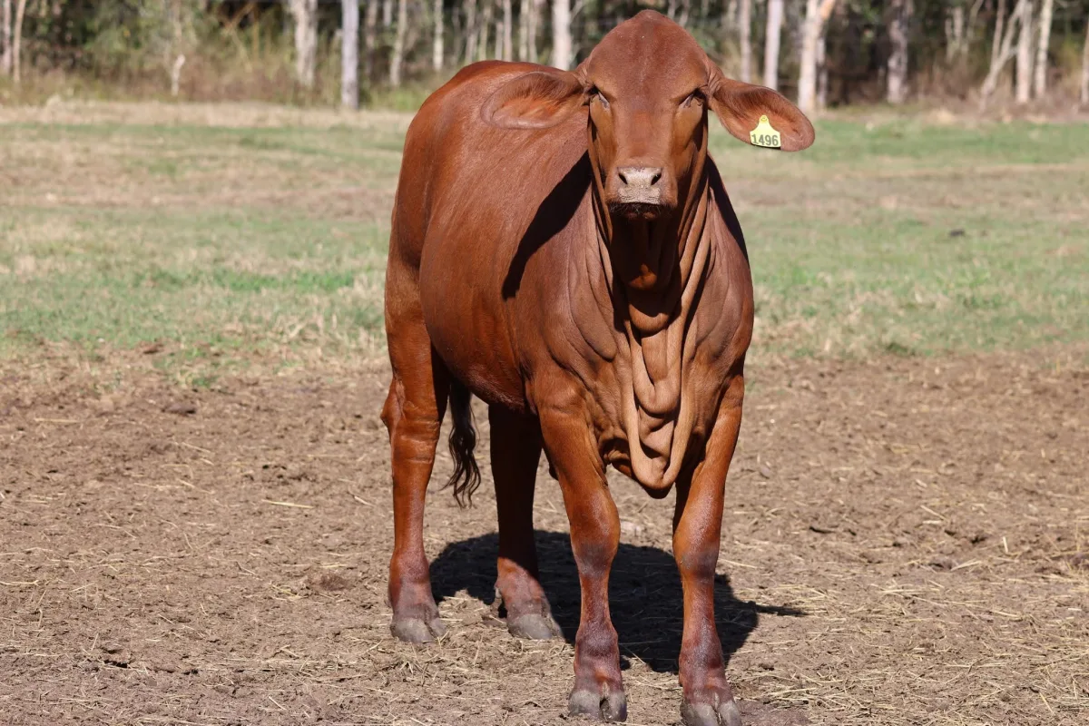 Droughtmaster