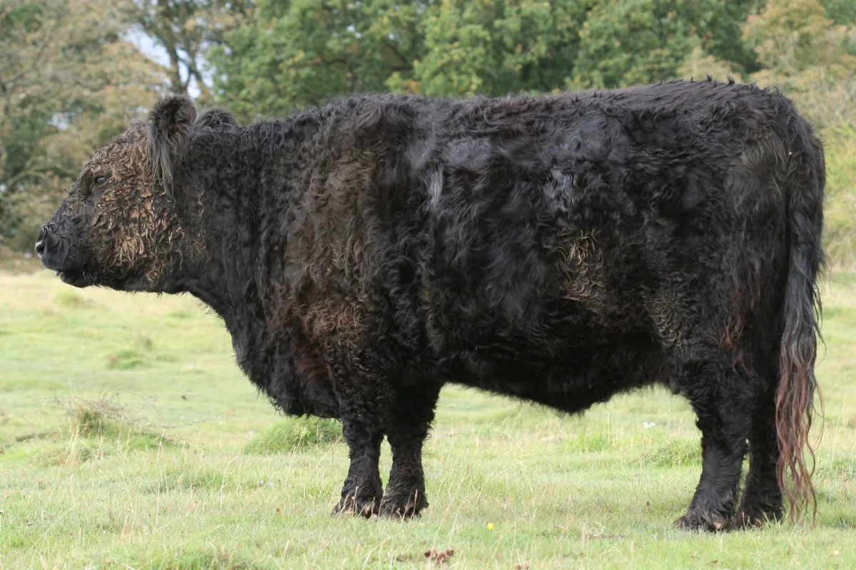 Galloway