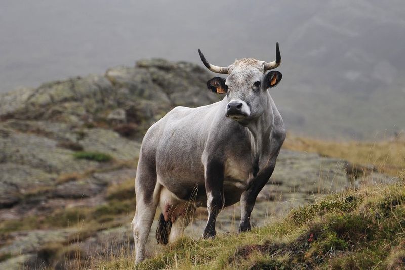 Gasconne des Pyrénées