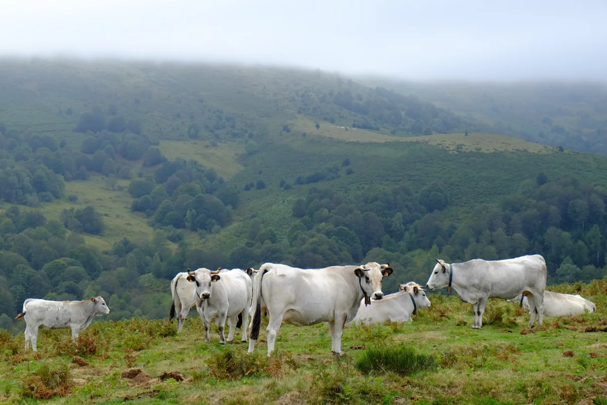 Gasconne des Pyrénées