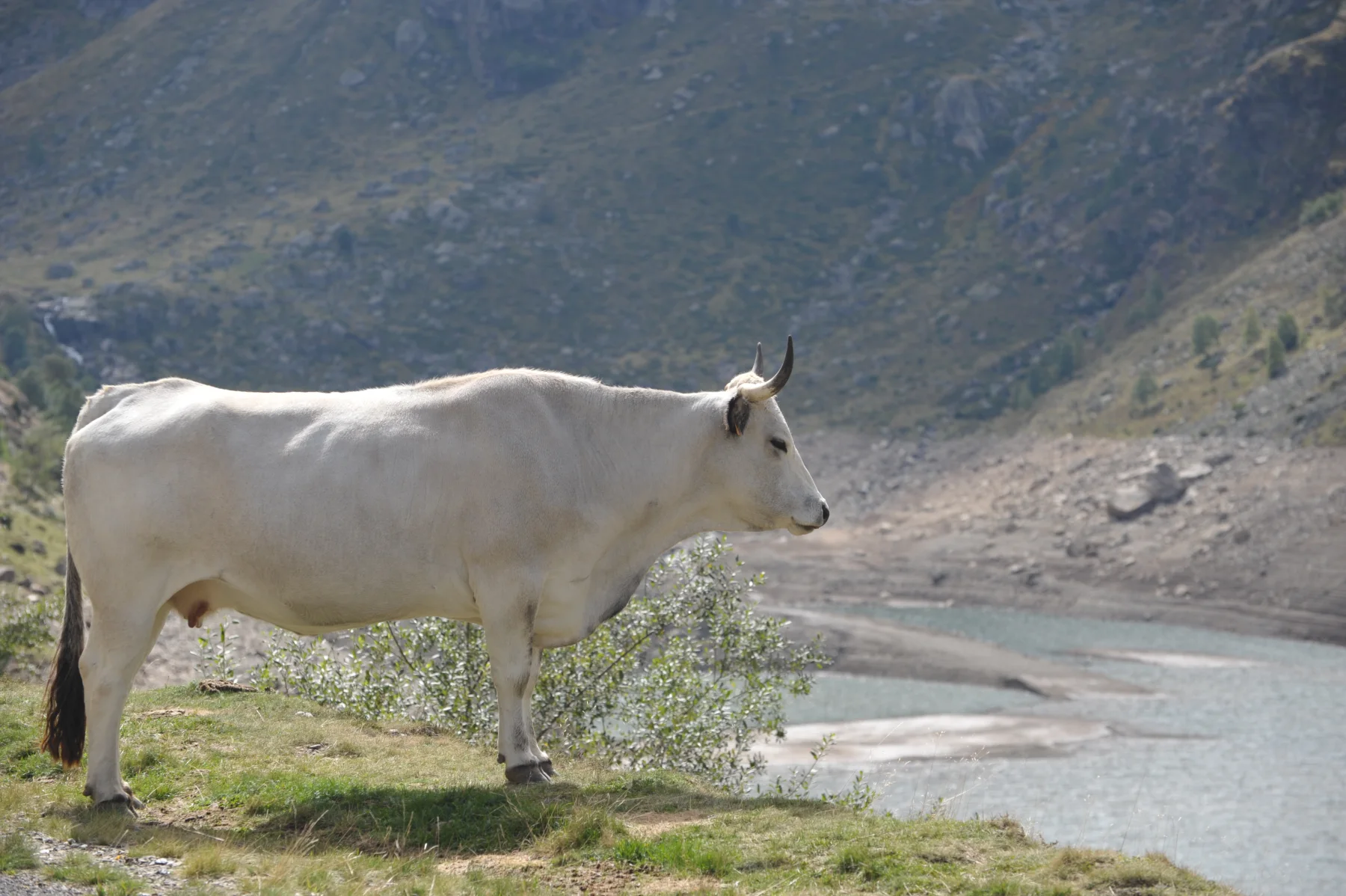 Gasconne des Pyrénées