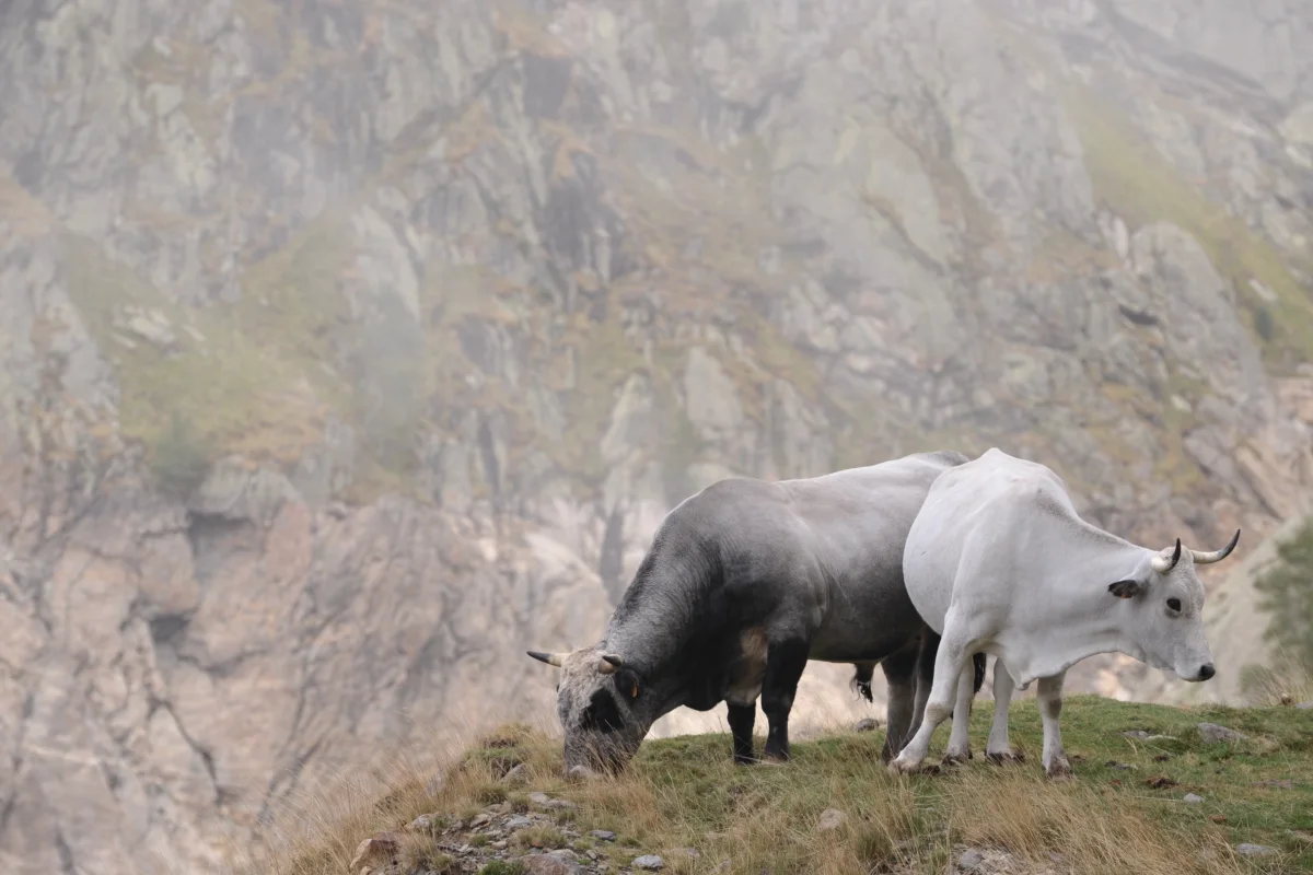 Gasconne des Pyrénées