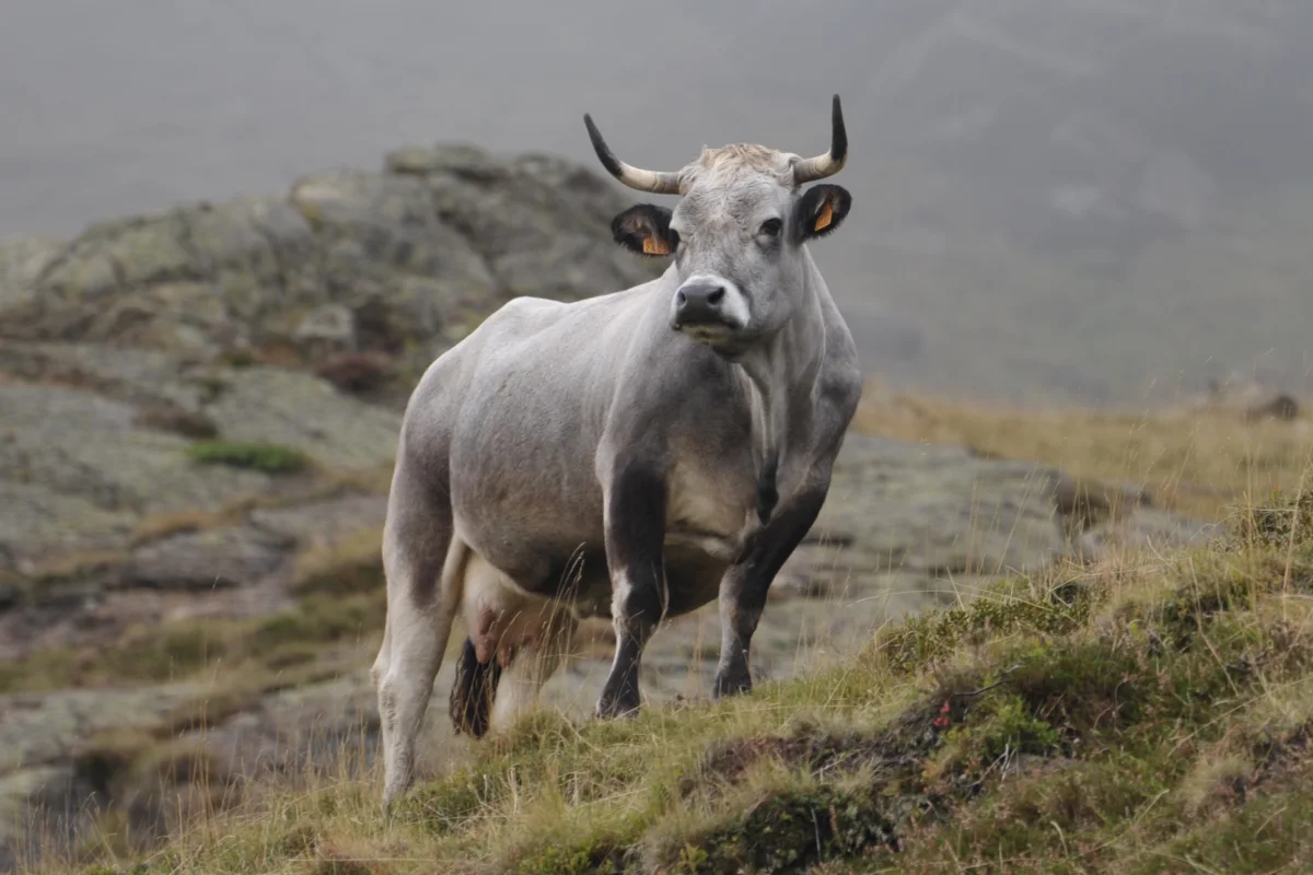 Gasconne des Pyrénées