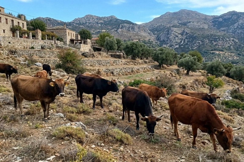 Greek Shorthorn