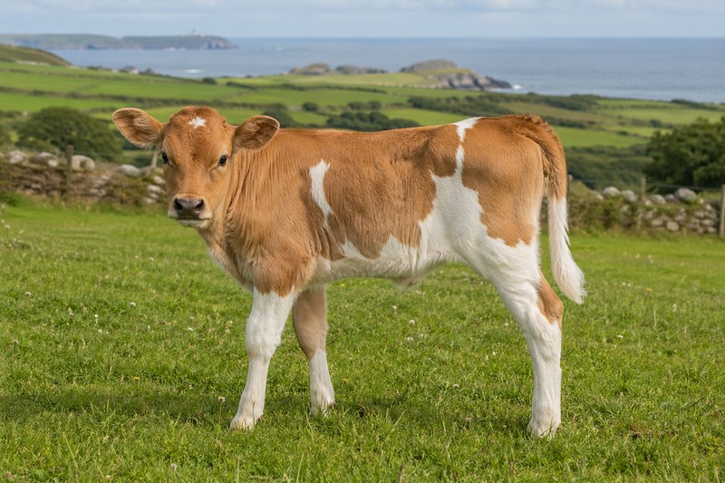 Photo Guernsey
