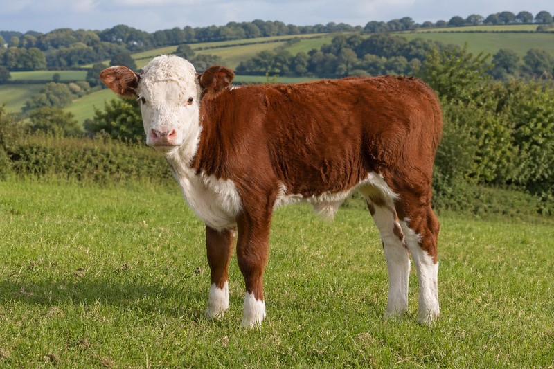Photo Hereford