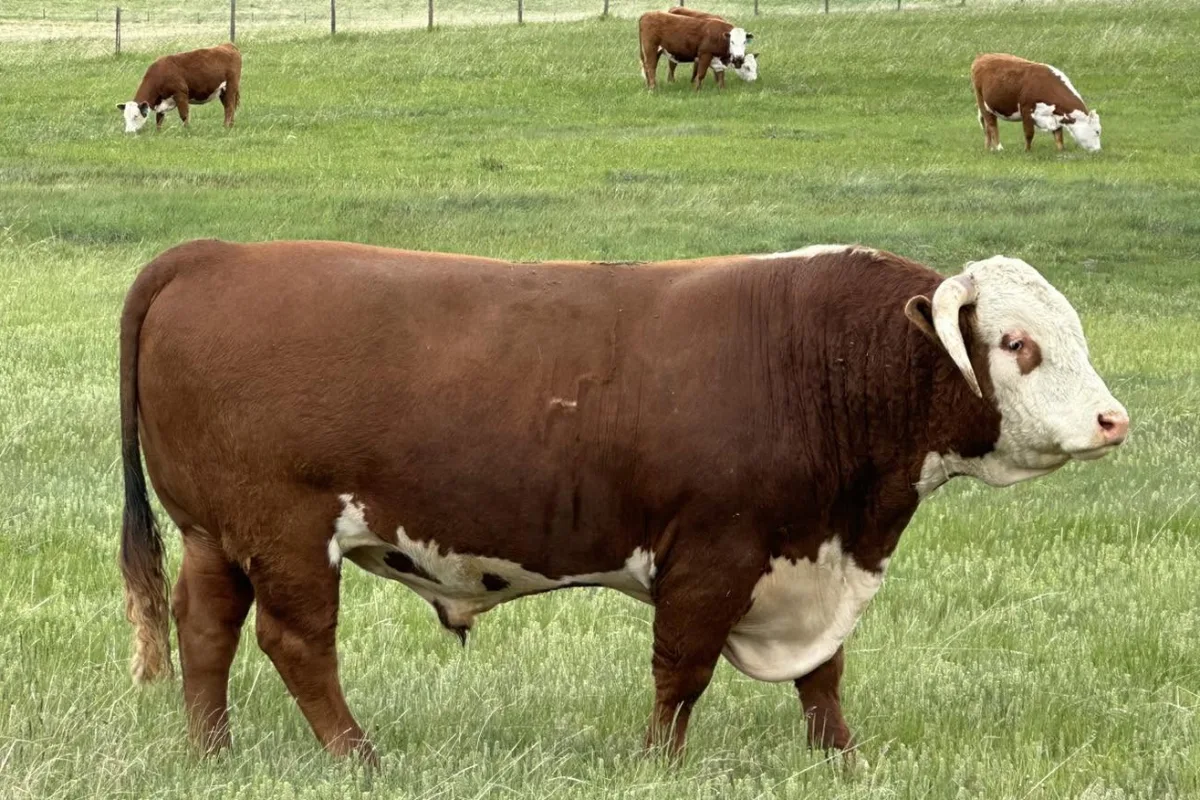 Hereford