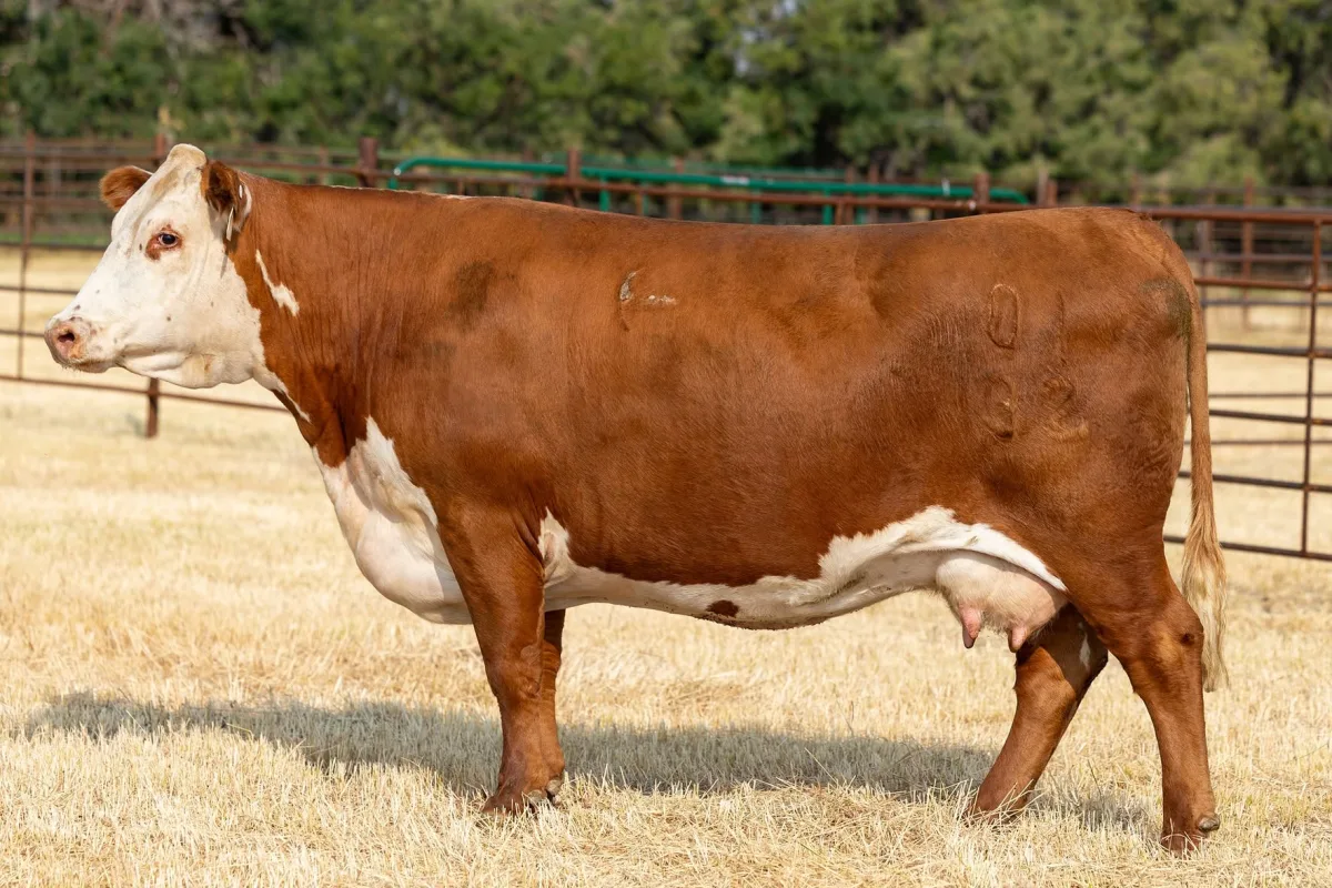 Hereford