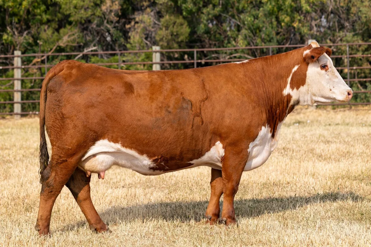 Hereford