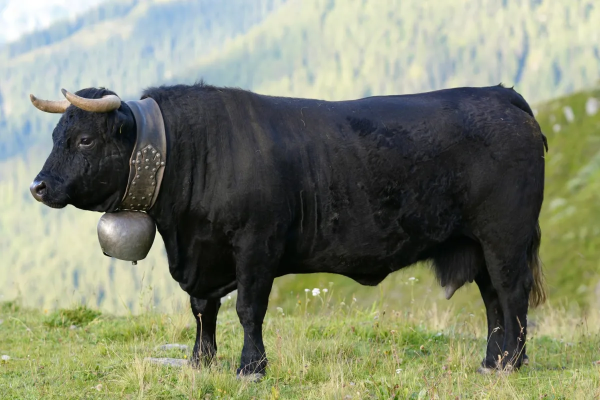 Hérens