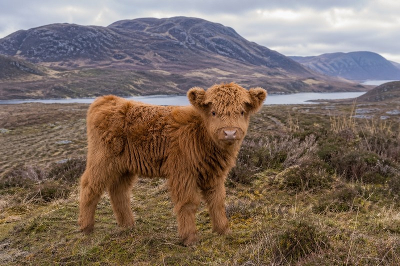 Photo Highland cattle