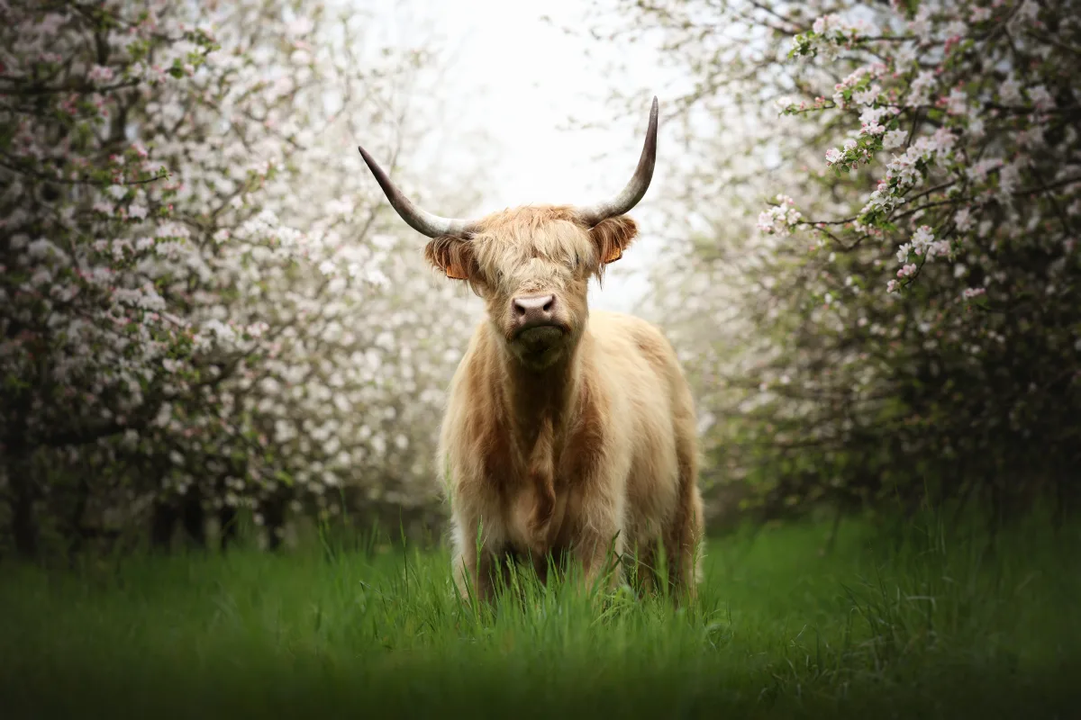 Highland cattle