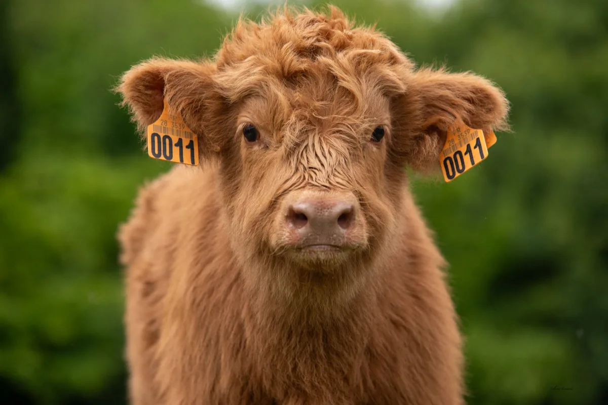 Highland cattle