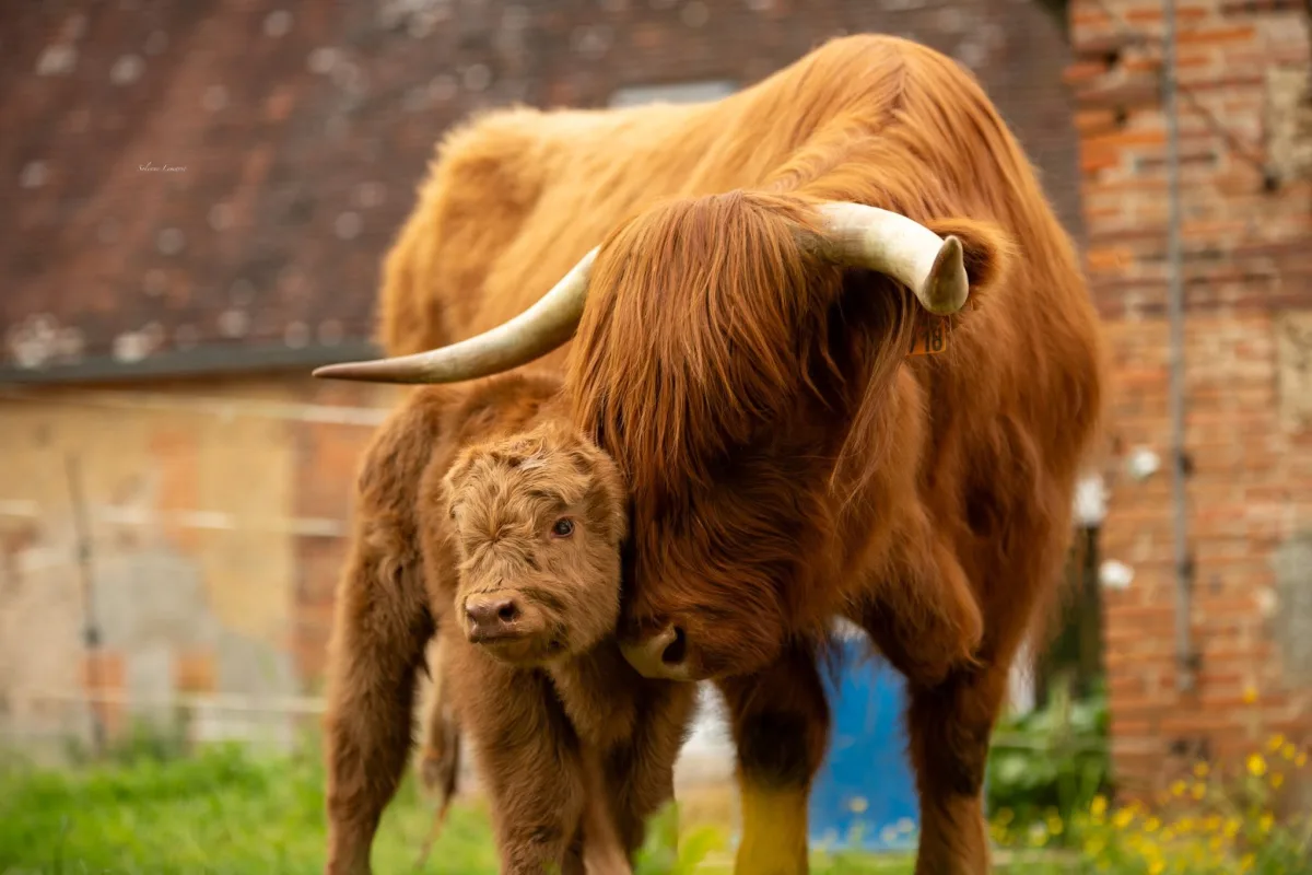 Highland cattle