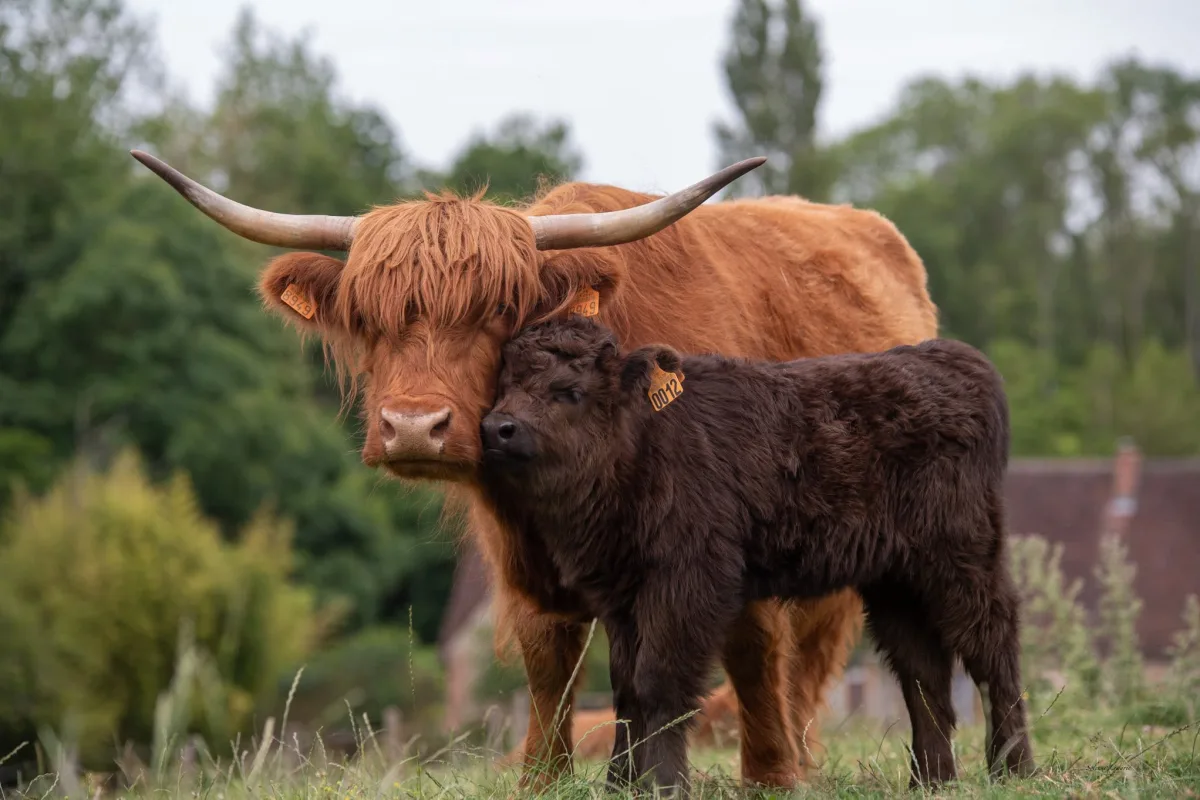 Highland cattle