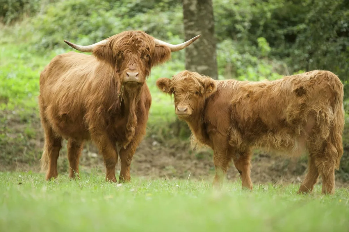 Highland cattle