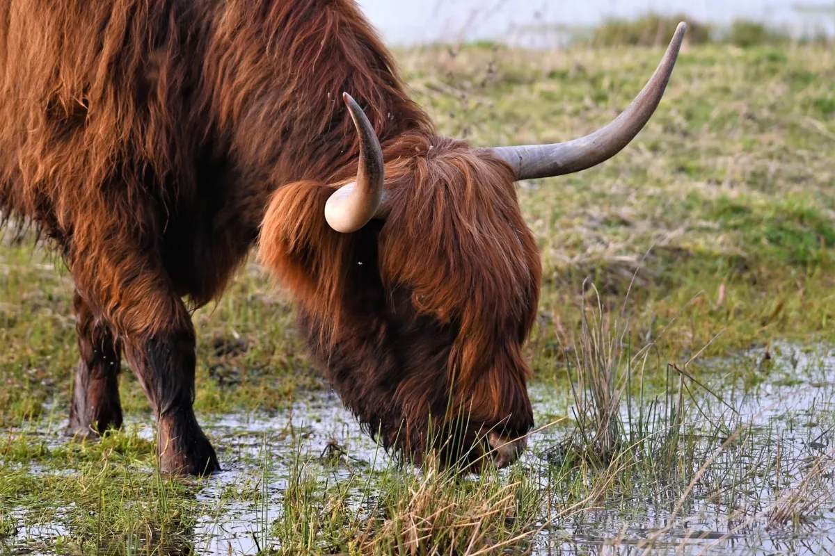 Highland cattle