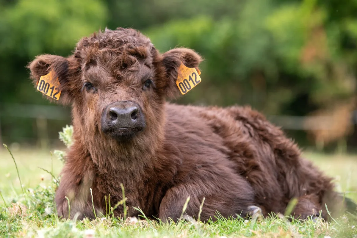 Highland cattle