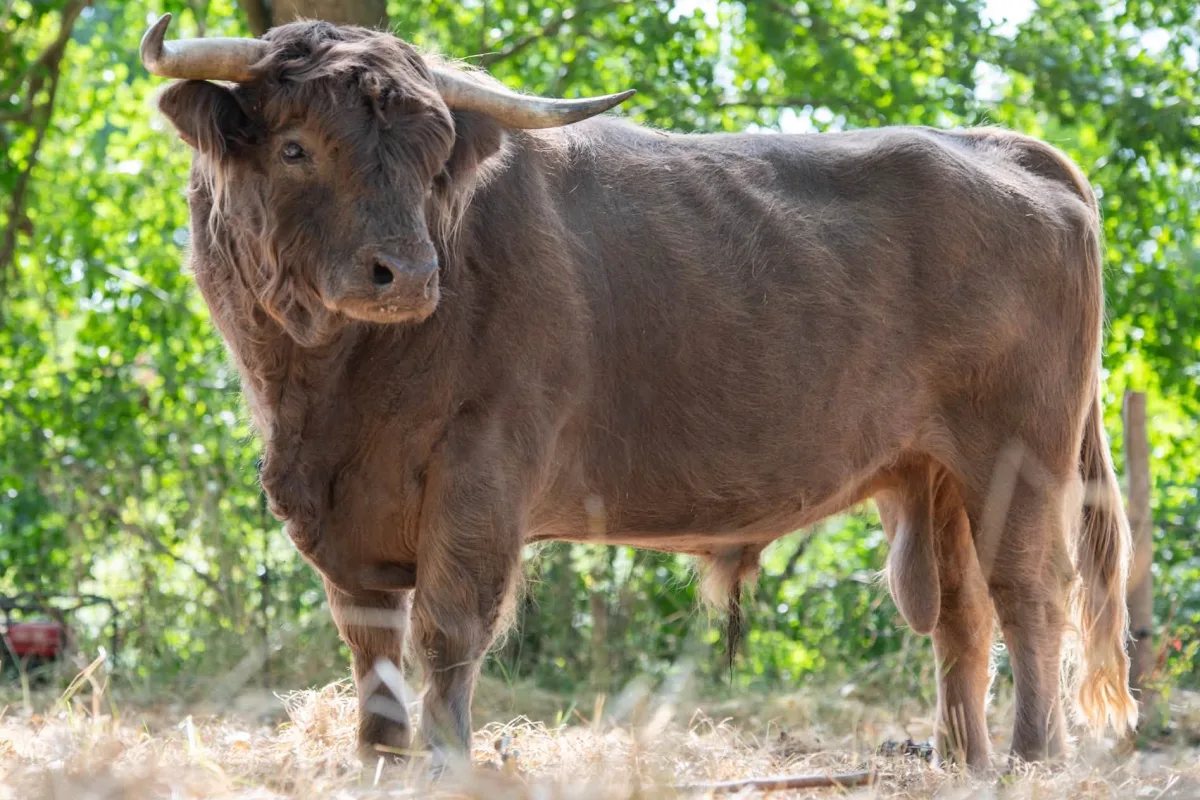 Highland cattle