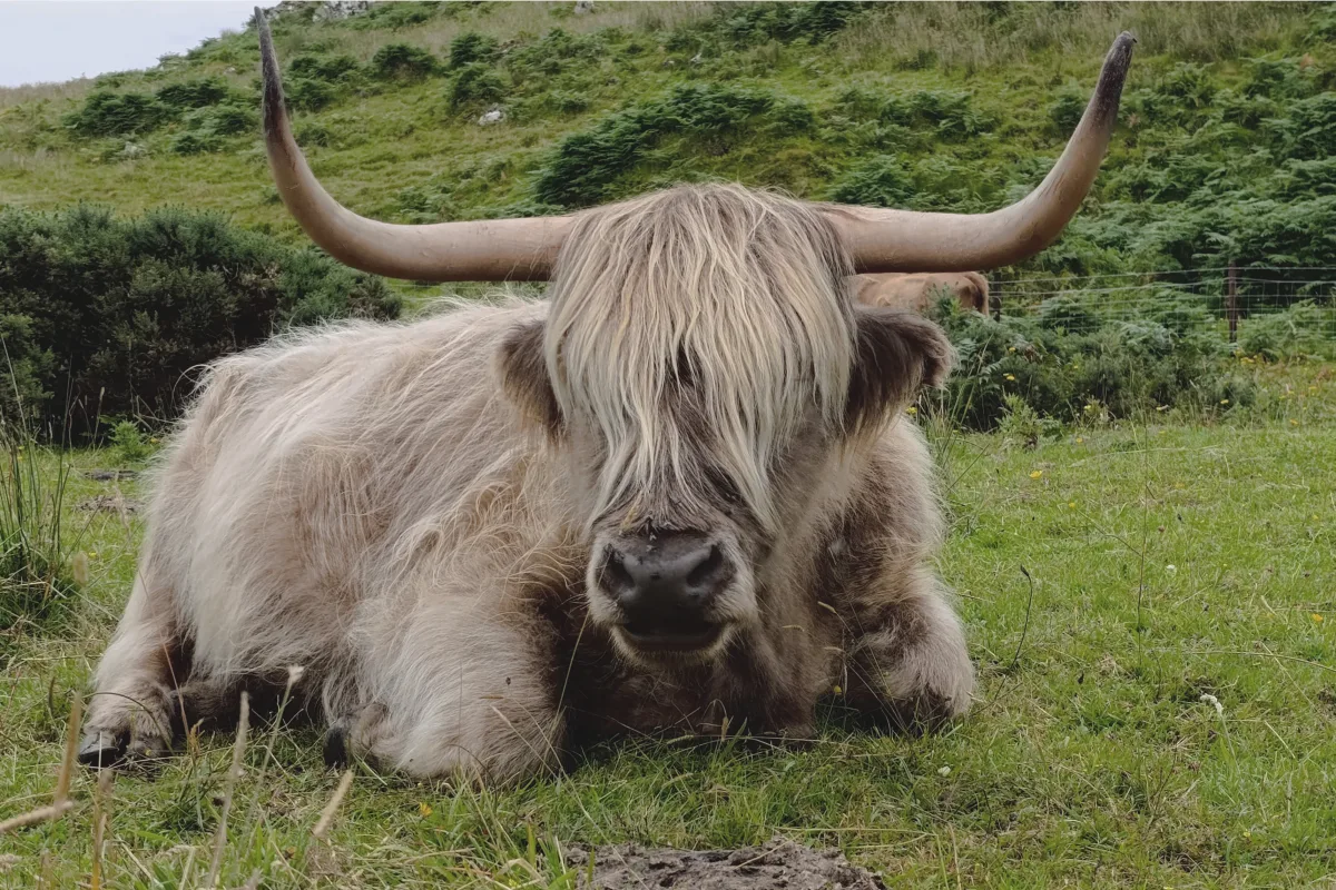 Highland cattle