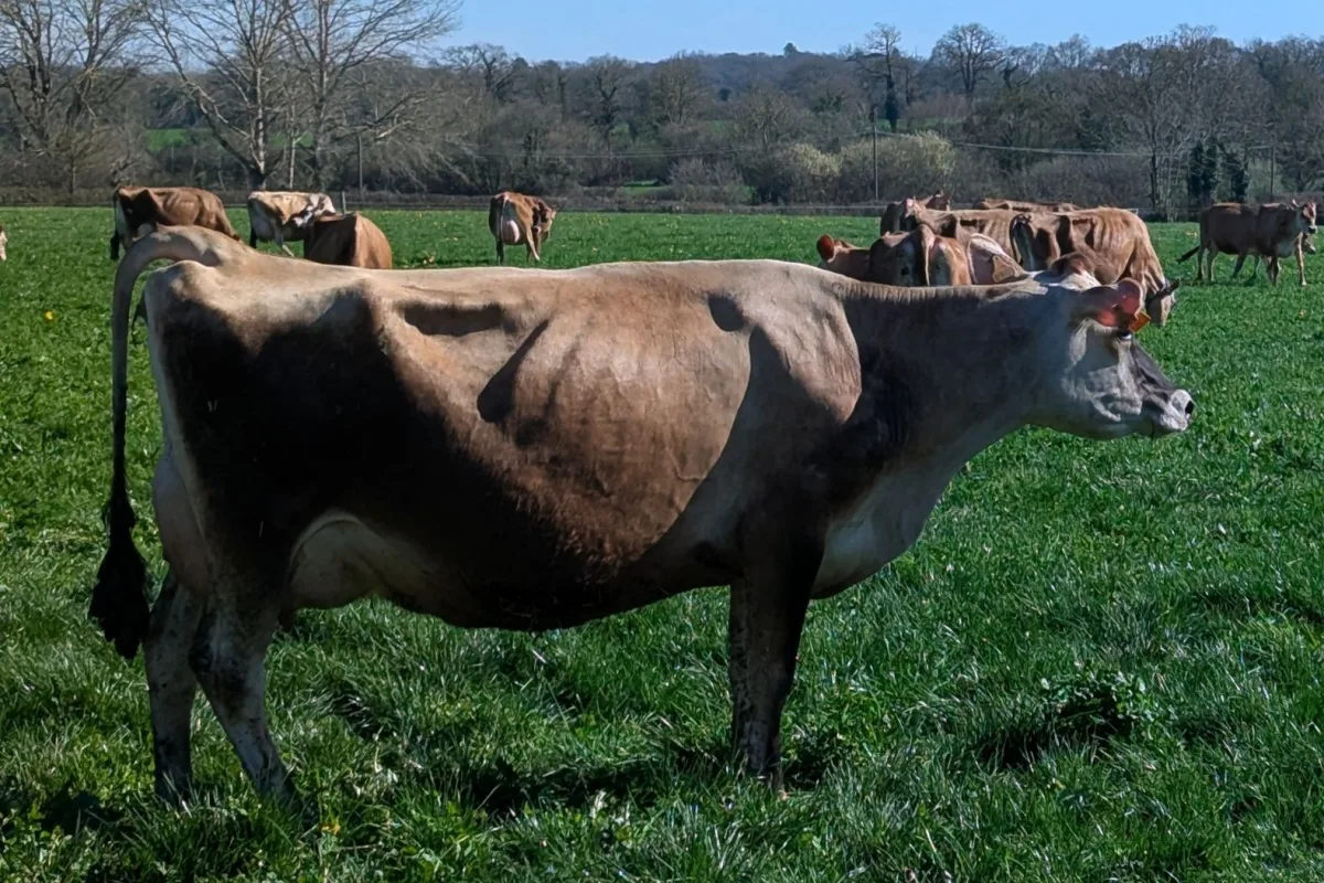 Jersiaise