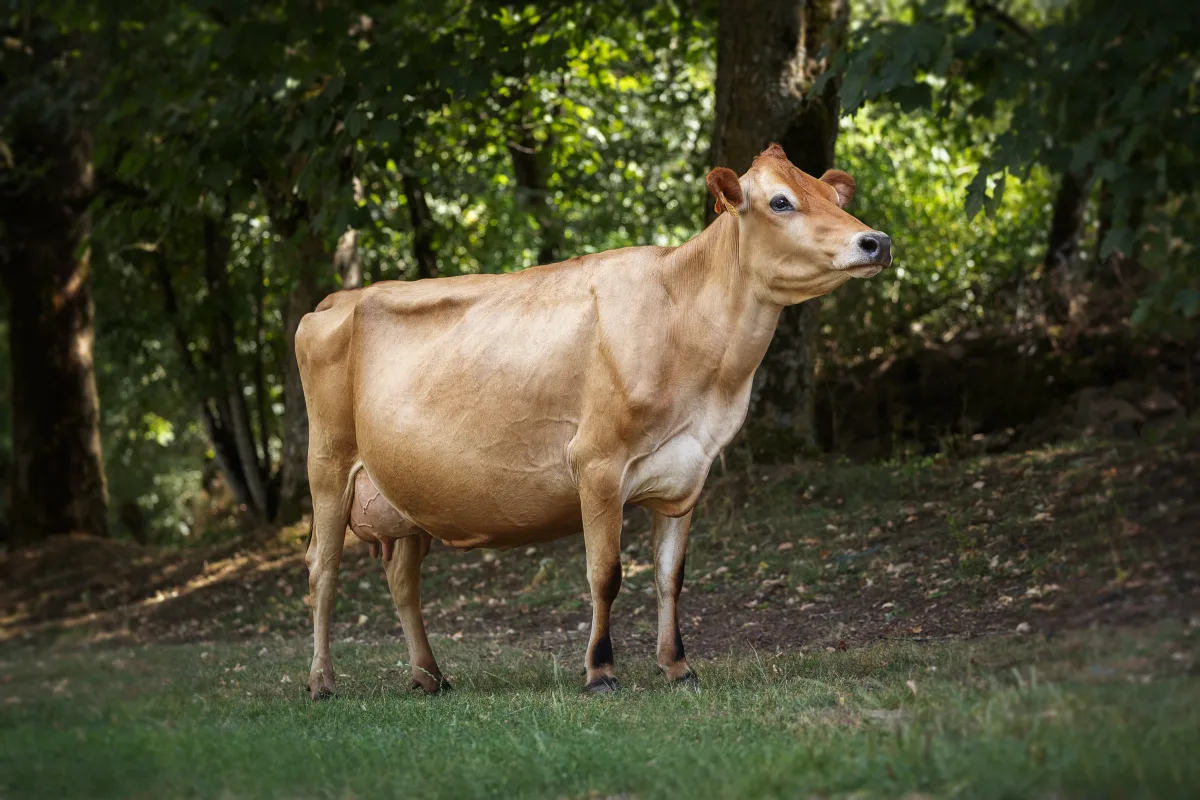 Jersiaise