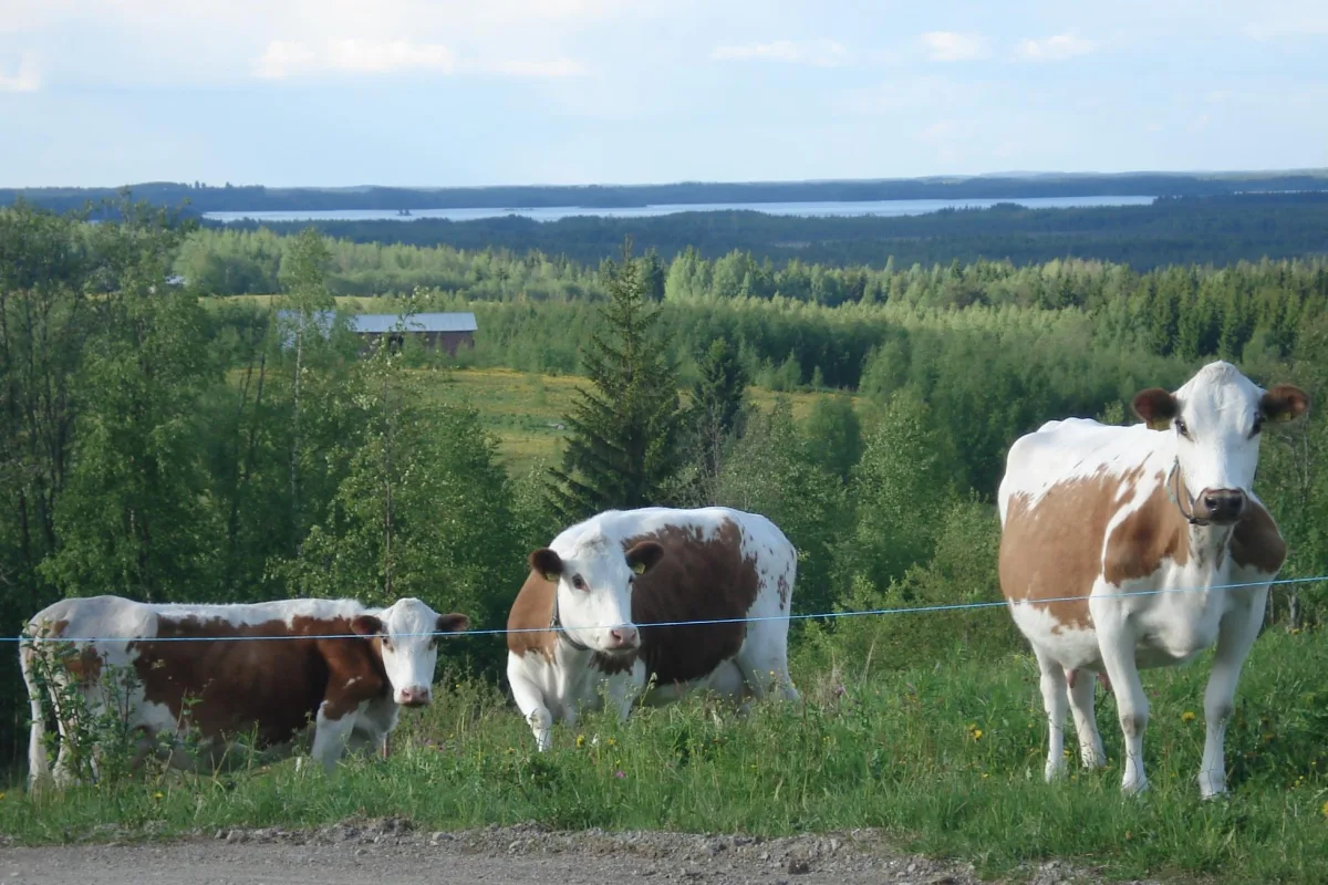 Itäsuomenkarja